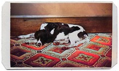 Yankee Dog Carte de visite by Giles Bishop of New London, Conn._colorSAI_result