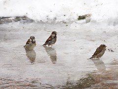 House sparrows (Passer domesticus) having a winter bath