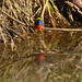 Painted Bunting 11 - Perched Above Pond - Cropped