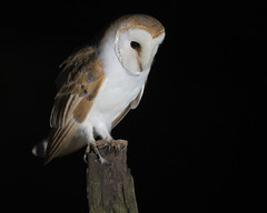 Barn Owl (m)