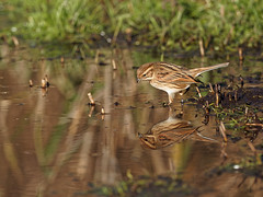 Reed Bunting Reflection