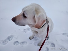January 26, 2021 - A dog enjoys the fresh snow in Thornton. (LE Worley)
