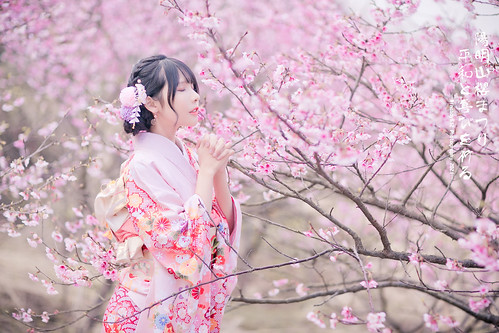 櫻花祭