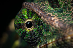Chameleon Eye (Explored)