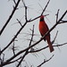 Northern Cardinal, Celebration Pass Trail, Allen, Texas January 30, 2021,