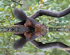 squirrel in reflection