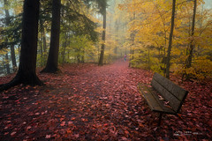 A Bench in Fall Colors Forest