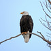 Nesting Eagles WEB CAM!