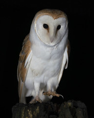 Barn Owl (m)