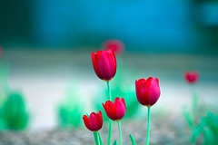 RED TULIPS..