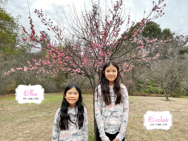 Plum blossom at Schabarum Regional Park,