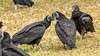 Black vultures bill nuzzling-Hontoon Island-2-5-21-3