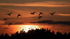 Sunset with Birds