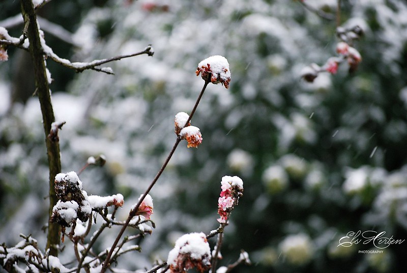 Viburnum in the snow<br/>© <a href="https://flickr.com/people/162594544@N04" target="_blank" rel="nofollow">162594544@N04</a> (<a href="https://flickr.com/photo.gne?id=50918885792" target="_blank" rel="nofollow">Flickr</a>)