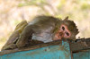 Monkey at Mount Popa Monestary