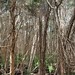 Trees and shadows at Tamar Island Wetlands, February 2021
