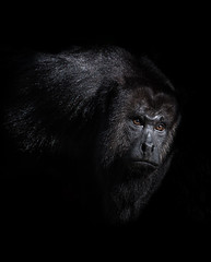 Yucatán Black Howler Monkey, Hurleur du Guatemala, Monos Aulladores / Alouatta pigra