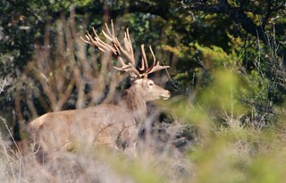 Red stag