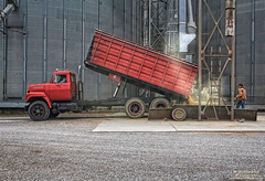 Farmer delivering grain to the Wye Mills Grain Elevator in Wye Mills Maryland
