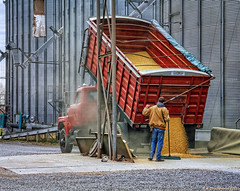 Grain being dumped into the Grain Pit at the Wye Mills Grain Elevator