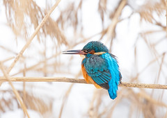 Common kingfisher (Tulžys) #Alcedoatthis in #Winter