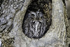eastern screech owl-5582
