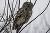 barred owl-5803