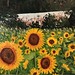Sunflowers 18" x 24" $550.00
