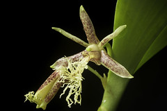 Dendrobium comatum (Blume) Lindl., Gen. Sp. Orchid. Pl.: 76 (1830)