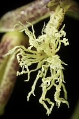 Dendrobium comatum (Blume) Lindl., Gen. Sp. Orchid. Pl.: 76 (1830)