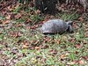 Gopher tortoise in Deland