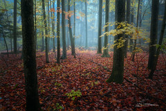 Amazing Fall Colors Forest in Fog Morning