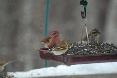 Finch party