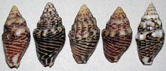 Anachis fluctuata (zig-zag dove snail shells) (French Plaza, Panama) 1