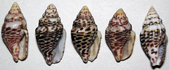 Anachis fluctuata (zig-zag dove snail shells) (French Plaza, Panama) 2