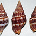 Anachis scalarina (dove snail shells) (Jesusita Island, Costa Rica) 1