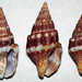 Anachis scalarina (dove snail shells) (Jesusita Island, Costa Rica) 2