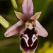 Ophrys reinhdoldii