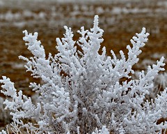 February 9, 2021 - Frosty plants on the plains. (Bill Hutchinson)