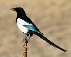 February 20, 2021 - A magpie hanging out. (Bill Hutchinson)