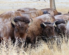February 13, 2021 - Bison huddle together in the cold. (Bill Hutchinson)
