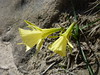 Narcissus bulbocodium L. 1763 (AMARYLLIDACEAE).