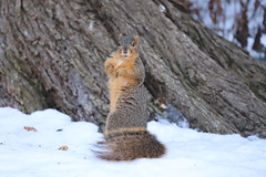 Fox Squirrels in Ann Arbor at the University of Michigan 56/2021 259/P365Year13 4642/P365all-time (February 25, 2021)