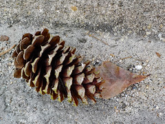 Pine Cone And Leaf.