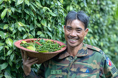 Pepper Plantations in the Central Highlands of Vietnam