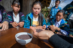 Indigenous Seed Systems in Northwestern Vietnam