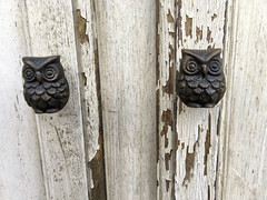 57/365: Owls