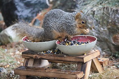 Backyard Fox Squirrels (Ypsilanti, Michigan) - 59/2021 262/P365Year13 4645/P365all-time (February 28, 2021)