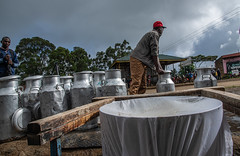 Milk is delivered, filtered and tested in Meru, Kenya, before being sent to the processor.