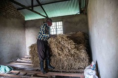Dennis Nyongesa and his wife have boosted his milk yield and income since using new grass varieties introduced by the Grass to Cash project together with KALRO, Send a Cow and Advantage Crops.